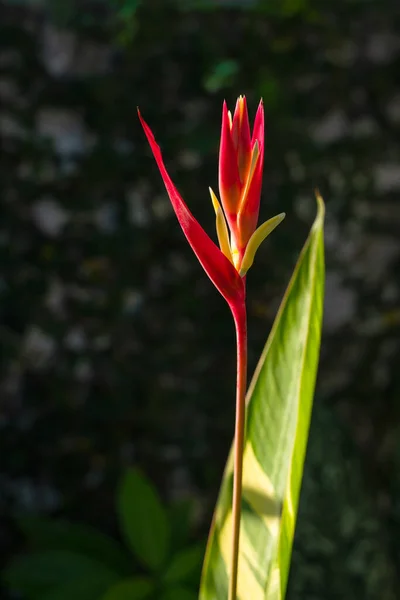 아름다운 플로리 코니아 장식용 식물로 재배되는 이국적 식물이다 광고를 — 스톡 사진