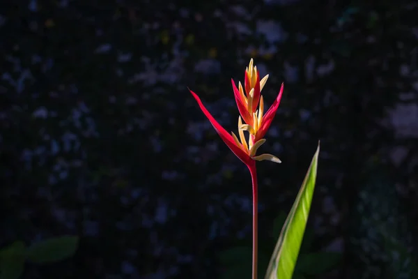 Krásná Červená Florida Heliconia Květiny Jsou Exotické Rostliny Které Často — Stock fotografie