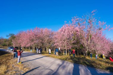 Loei, Tayland - 7 Ocak 2021: Güzel Vahşi Himalaya 'yı izleyen turist, Kiraz çiçeği Sakura çiçeği veya Prunus Cerasoides Phu Lom Lo Dağı' nda kış mevsiminde sevilen ve popüler.