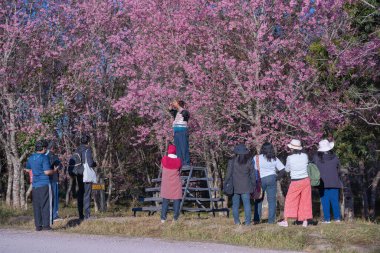 Loei, Tayland - 7 Ocak 2021: Güzel Vahşi Himalaya 'yı izleyen turist, Kiraz çiçeği Sakura çiçeği veya Prunus Cerasoides Phu Lom Lo Dağı' nda kış mevsiminde sevilen ve popüler.