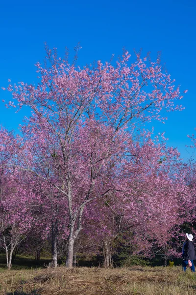 Piękny Dziki Himalajski Różowy Kwiat Wiśni Sakura Kwiat Lub Prunus — Zdjęcie stockowe