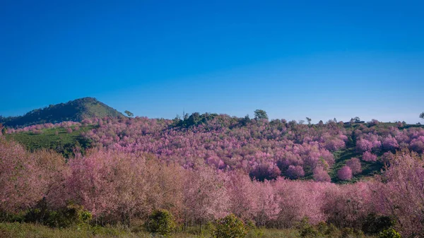 Mooie Wild Himalaya Cherry Roze Bloesem Sakura Bloem Prunus Cerasoides — Stockfoto