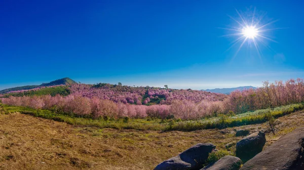 Krásné Divoké Himálajské Třešňově Růžové Květy Sakura Květ Nebo Prunus — Stock fotografie