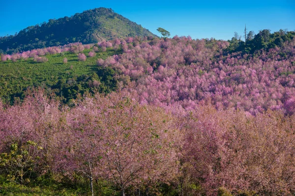 Όμορφη Άγρια Ιμαλαΐων Cherry Ροζ Άνθος Sakura Λουλούδι Prunus Cerasoides — Φωτογραφία Αρχείου