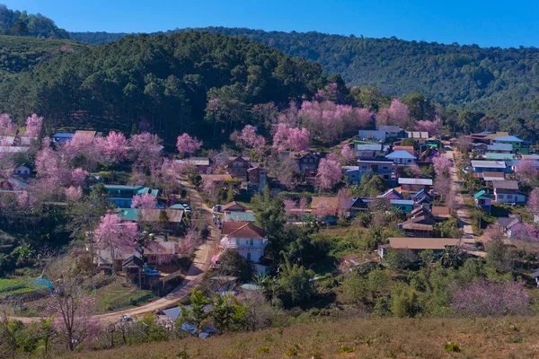 Mooie Wild Himalaya Cherry Roze Bloesem Sakura Bloem Prunus Cerasoides — Stockfoto