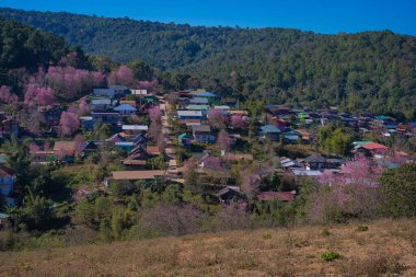 Güzel Himalaya, kiraz çiçeği, pembe Sakura çiçeği veya Prunus Cerasoides Ban Mai Rong Kla Köyü 'nde Phu Lom Lo Dağı Loei ve Phitsanulok, Tayland' da tamamen çiçek açar..