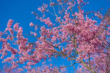 Güzel Himalaya, kiraz pembesi sakura çiçeği ya da erik serasoidleri, Loei 'nin Phu Lom Lo Dağı ve Tayland' ın Phitsanulok Dağı 'nın yüksek kesimindeki ormanın doğal çiçekleridir..