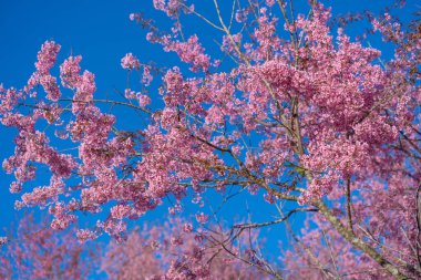 Güzel Himalaya, kiraz pembesi sakura çiçeği ya da erik serasoidleri, Loei 'nin Phu Lom Lo Dağı ve Tayland' ın Phitsanulok Dağı 'nın yüksek kesimindeki ormanın doğal çiçekleridir..