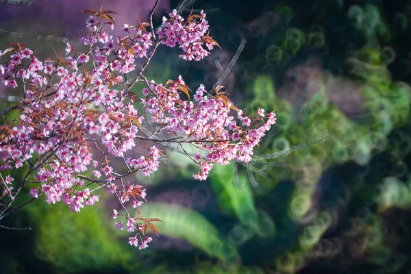 Gyönyörű Vad Himalájai Cseresznye Rózsaszín Virág Sakura Virág Vagy Prunus — Stock Fotó