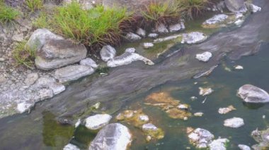 Kaplıcalarda yaşayan küçük, güzel yaratıklar. Bu mikroskobik organizmalar çoğunlukla bakteri ve algler. Bu da ısıya dayanabilir. Chae Son Kaplıcaları Ulusal Parkı Lampang, Tayland.