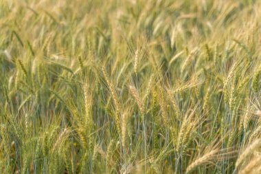 Güzel bir arpa tarlası dönüşümü pirinç yeşili yakın plan kulak arpası ve buğday bitkisinin üzerinde güneş ışığı. Kuzey Tayland 'da hasat zamanı sarı pirinç tarlası. Arkaplan için odak seç.