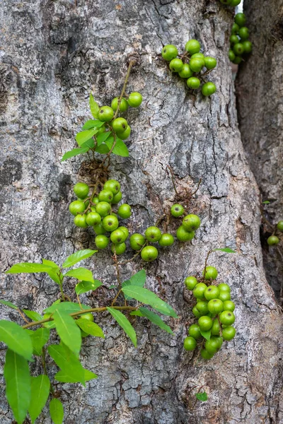 Ficus Racemosa Owoce Figowe Gęstym Owocem Rosnącym Pniu Rodzinie Moraceae — Zdjęcie stockowe