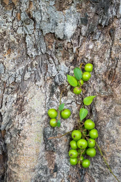 Ficus Racemosa Owoce Figowe Gęstym Owocem Rosnącym Pniu Rodzinie Moraceae — Zdjęcie stockowe
