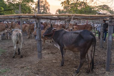 Hafta sonu pazarında satılık bufalolar ve inekler yerel hayvan ve hayvan pazarlarıdır. San Pa Tong Bölgesi, Chiang Mai, Kuzey Tayland 'da hafta sonu pazarı için ünlü bir yerdir..