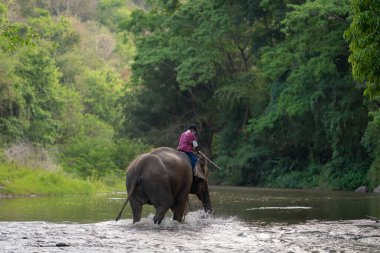 Chiang Mai, Tayland, 23 Mart 2022: Mahout fillerle birlikte Maetaman fil kampı Chiang Mai, Kuzey Tayland 'da vahşi ormanlarda gezintiye çıkıyor..