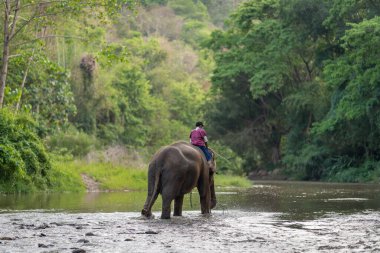 Chiang Mai, Tayland, 23 Mart 2022: Mahout fillerle birlikte Maetaman fil kampı Chiang Mai, Kuzey Tayland 'da vahşi ormanlarda gezintiye çıkıyor..