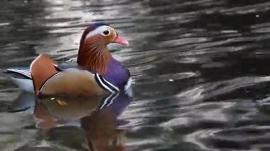 Güzel Mandarin Ördekleri ya da bilimsel adı Aix galericulata renkli tüylerin dinlendiğini ve gölde rahatça yüzdüğünü gösteriyor. Dünyanın en güzel kuşu orta büyüklükte bir kuştur..