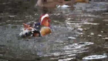 Güzel Mandarin Ördekleri ya da bilimsel adı Aix galericulata renkli tüylerin dinlendiğini ve gölde rahatça yüzdüğünü gösteriyor. Dünyanın en güzel kuşu orta büyüklükte bir kuştur..