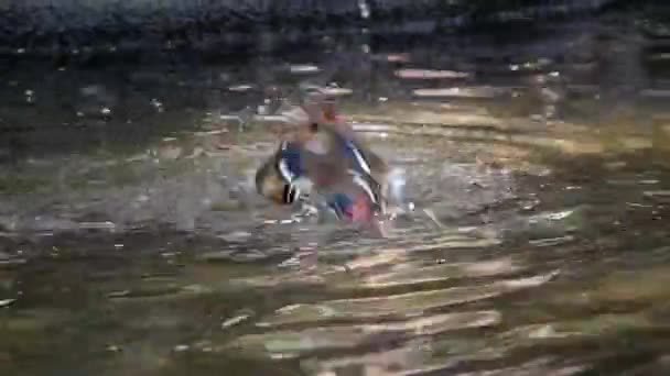 Hermosos Patos Mandarín Nombre Científico Aix Galericulata Muestran Plumas Colores — Vídeo de stock