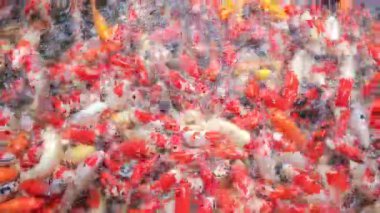 Güzel renkli sazan balığı ya da Koi sazanı Asya 'da popüler bir evcil hayvandır. Arkaplan konsepti için üst görünüm.