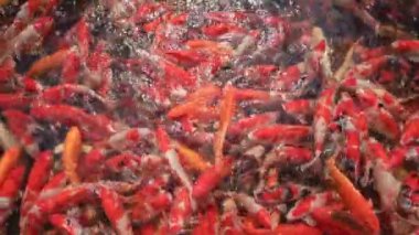 Güzel renkli sazan balığı ya da Koi sazanı Asya 'da popüler bir evcil hayvandır. Arkaplan konsepti için üst görünüm.