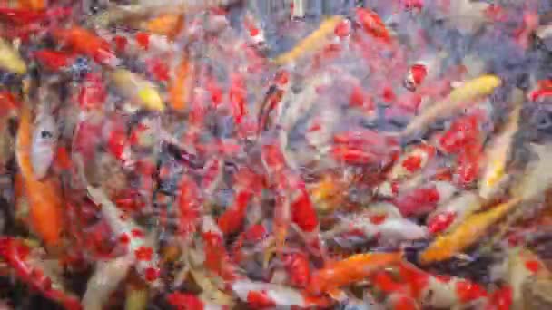 Beautiful Colorful Fancy Carps Fish Koi Carps Popular Pets Asia — Stock Video