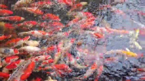 美丽的五彩斑斓的鲤鱼或科伊鲤鱼是亚洲受欢迎的宠物 它们在池塘里一起游泳 争抢食物 背景概念的顶级视图 — 图库视频影像