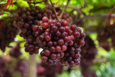 Olgun kestane üzümleri ve üzüm bağında yapraklar. Tohumsuz üzümlerin tadı tatlı büyüyen doğal lezzetler sağlık için iyidir. Sarmaşıktaki olgun kırmızı üzümlere yakın çekim.