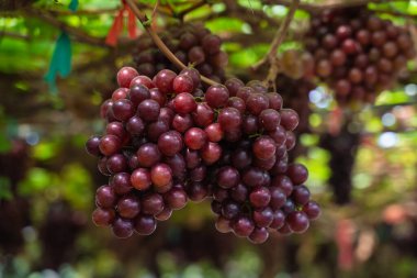 Olgun kestane üzümleri ve üzüm bağında yapraklar. Tohumsuz üzümlerin tadı tatlı büyüyen doğal lezzetler sağlık için iyidir. Sarmaşıktaki olgun kırmızı üzümlere yakın çekim.