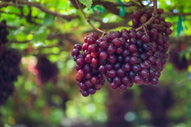 Olgun kestane üzümleri ve üzüm bağında yapraklar. Tohumsuz üzümlerin tadı tatlı büyüyen doğal lezzetler sağlık için iyidir. Sarmaşıktaki olgun kırmızı üzümlere yakın çekim.
