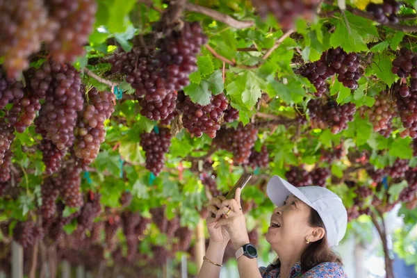 Asian women picking ripe Maroon Grapes fruit in the vineyard. Seedless Grapes taste sweet growing natural delicious is good for health. Close-up of bunches of ripe red grapes on the vine.