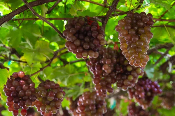 Uvas Marrón Maduro Fruta Con Hojas Ramo Viñedo Uvas Sin — Foto de Stock