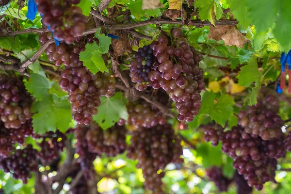 Érett Maroon Szőlő Gyümölcs Levelek Egy Csomó Szőlő Vetőmag Nélküli — Stock Fotó