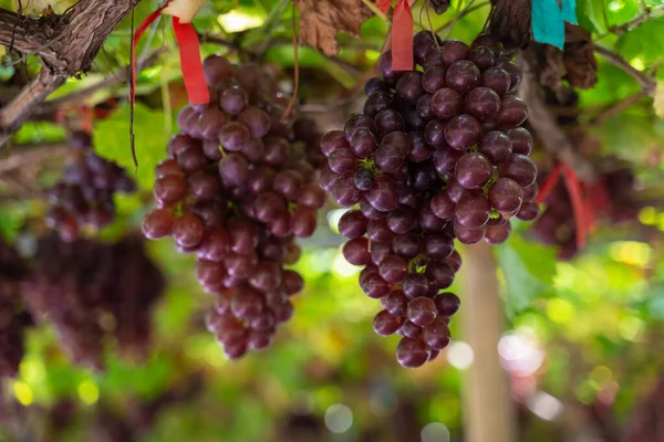 Rijp Maroon Druiven Fruit Met Bladeren Een Bos Wijngaard Seedless — Stockfoto