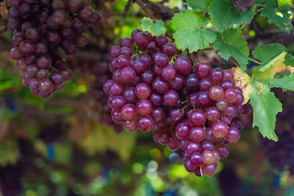 Reife Kastanienbraune Trauben Früchte Mit Blättern Ein Bund Weinberg Samenlose — Stockfoto