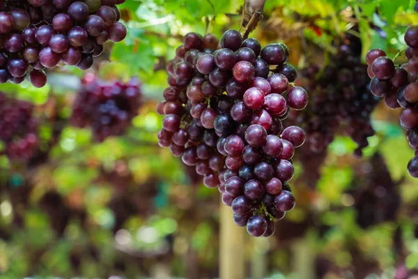 Reife Kastanienbraune Trauben Früchte Mit Blättern Ein Bund Weinberg Samenlose — Stockfoto