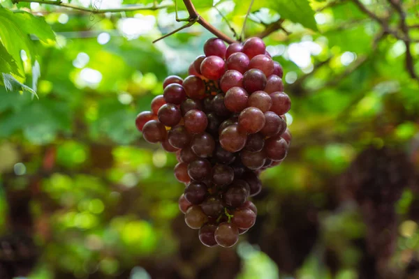Olgun kestane üzümleri ve üzüm bağında yapraklar. Tohumsuz üzümlerin tadı tatlı büyüyen doğal lezzetler sağlık için iyidir. Sarmaşıktaki olgun kırmızı üzümlere yakın çekim.