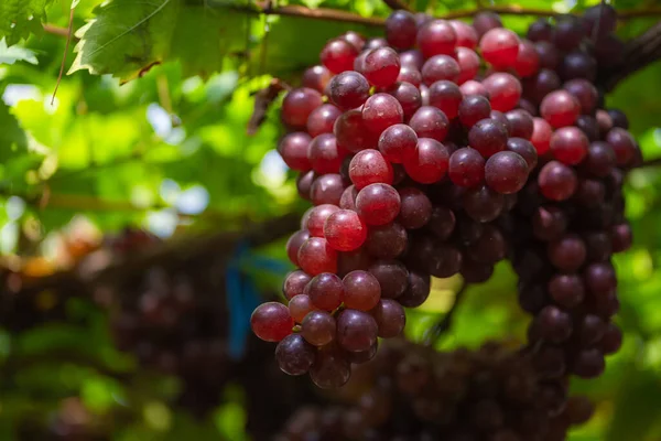 Reife Kastanienbraune Trauben Früchte Mit Blättern Ein Bund Weinberg Samenlose — Stockfoto