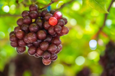 Olgun kestane üzümleri ve üzüm bağında yapraklar. Tohumsuz üzümlerin tadı tatlı büyüyen doğal lezzetler sağlık için iyidir. Sarmaşıktaki olgun kırmızı üzümlere yakın çekim.