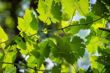Güzel yeşil kestane üzümleri üzüm bağına güneş ışığı ve arka plan için gölgeli meyveler bırakır. Şarap ve tarım için mevsimlik üzüm hasadı. Üzüm tomarlarını yakın plan yap..