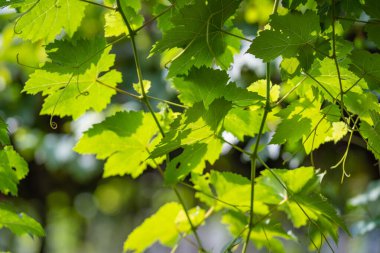 Güzel yeşil kestane üzümleri üzüm bağına güneş ışığı ve arka plan için gölgeli meyveler bırakır. Şarap ve tarım için mevsimlik üzüm hasadı. Üzüm tomarlarını yakın plan yap..