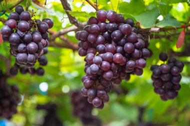 Olgun kestane üzümleri ve üzüm bağında yapraklar. Tohumsuz üzümlerin tadı tatlı büyüyen doğal lezzetler sağlık için iyidir. Sarmaşıktaki olgun kırmızı üzümlere yakın çekim.