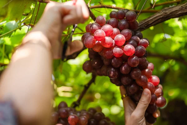 Aziatische Vrouwen Plukken Rijp Maroon Druiven Fruit Wijngaard Seedless Grapes — Stockfoto