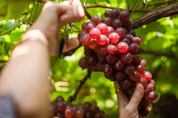 Asiatische Frauen Pflücken Reife Kastanienbraune Trauben Weinberg Samenlose Trauben Schmecken — Stockfoto