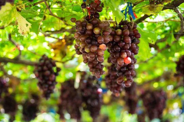 Rijp Maroon Druiven Fruit Met Bladeren Een Bos Wijngaard Seedless — Stockfoto