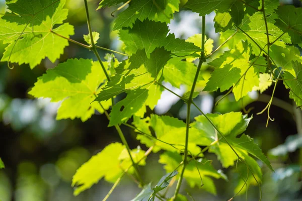 Piękne Zielone Winogrona Maroon Pozostawia Owoce Winnicy Roślin Światłem Słonecznym — Zdjęcie stockowe