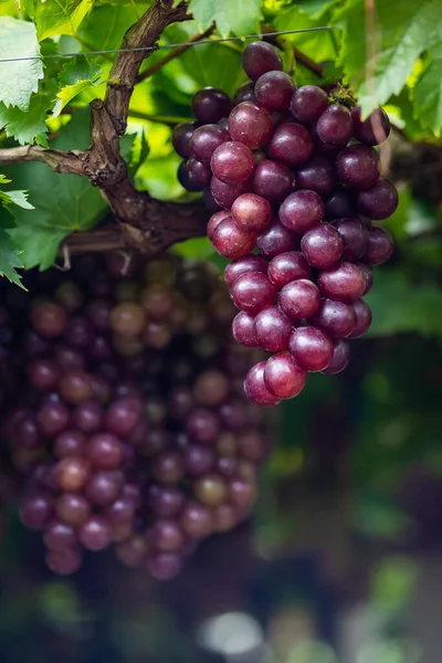 Rijp Maroon Druiven Fruit Met Bladeren Een Bos Wijngaard Seedless — Stockfoto