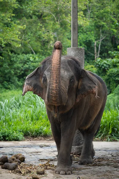 Des Éléphants Asie Ont Été Élevés Dans Cage Après Avoir — Photo