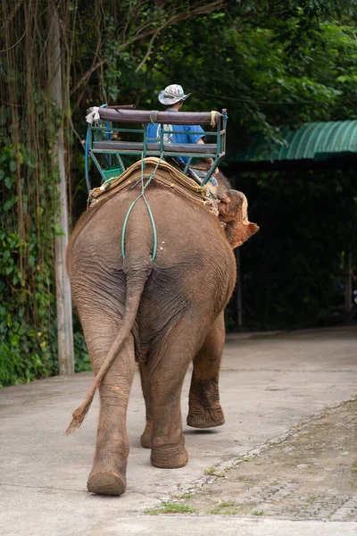 Chiang Mai Tailândia Maio 2019 Mahout Montando Elefantes Andando Para — Fotografia de Stock