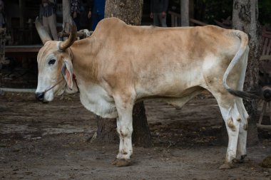 Tayland 'ın kırsal kesimindeki tarımsal tarım alanında duran güzel sağlıklı inek kahverengisi rengi. Tüketim ve tarımsal kullanım konsepti.